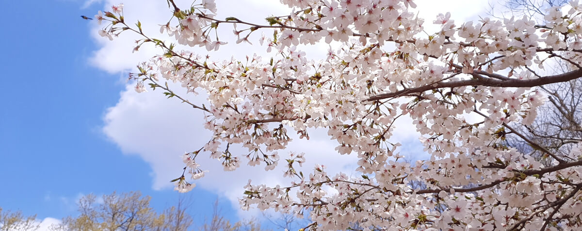 봄, 사랑, 벚꽃 그리고 공주 공산성 쌍수정, 충청남도역사박물관