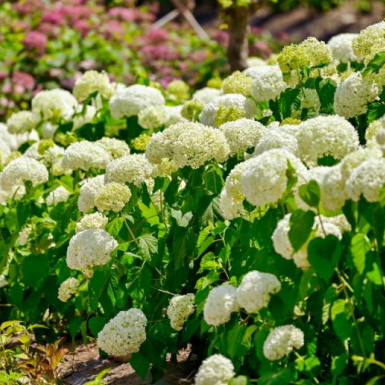 유구색동수국정원 꽃 축제