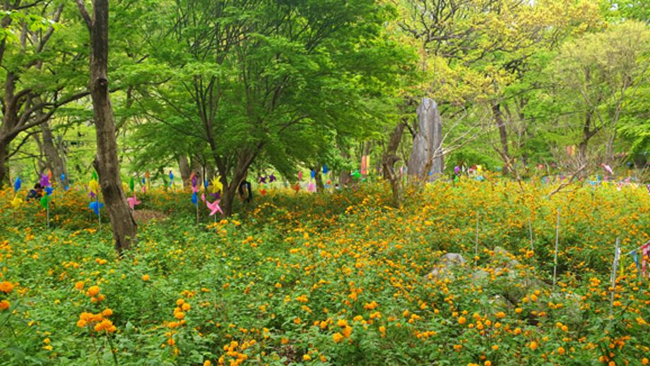갑사 황매화 축제