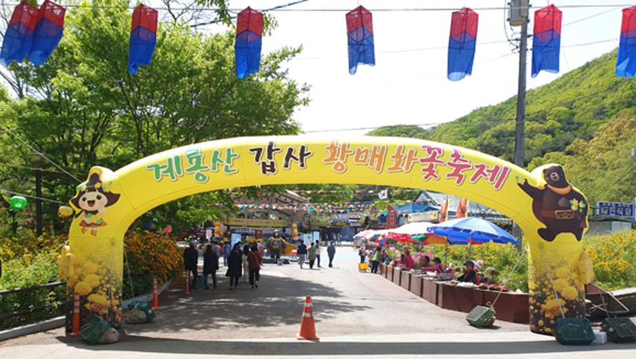 갑사 황매화 축제2