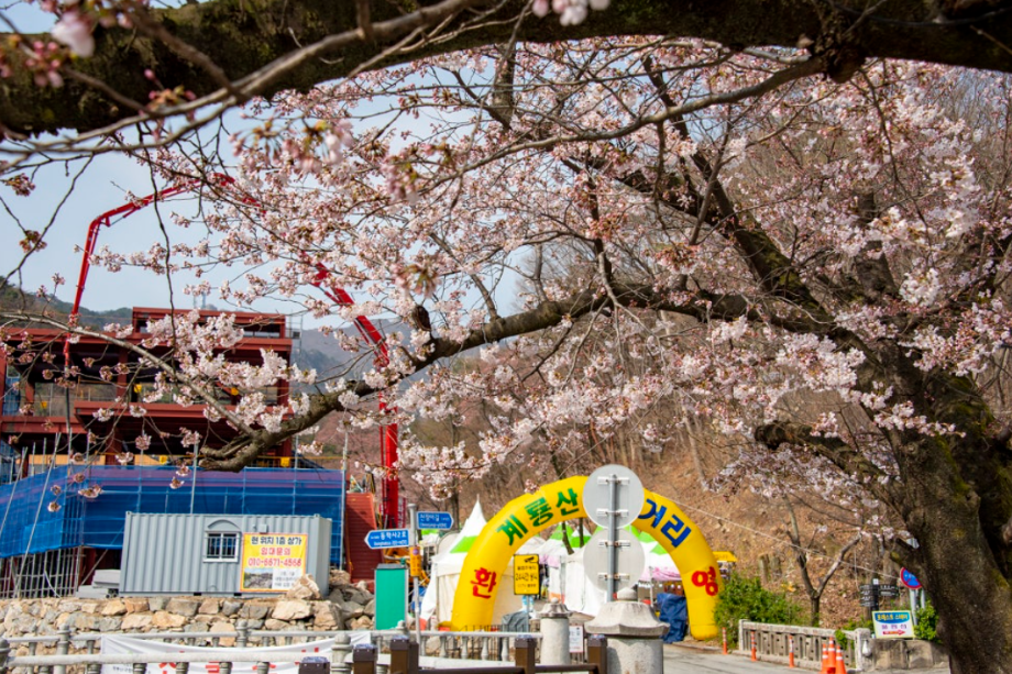 계룡산 벚꽃축제1
