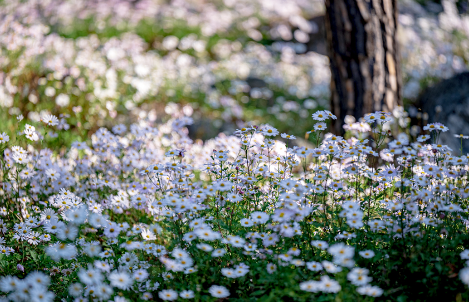 구절산 구절초 축제2